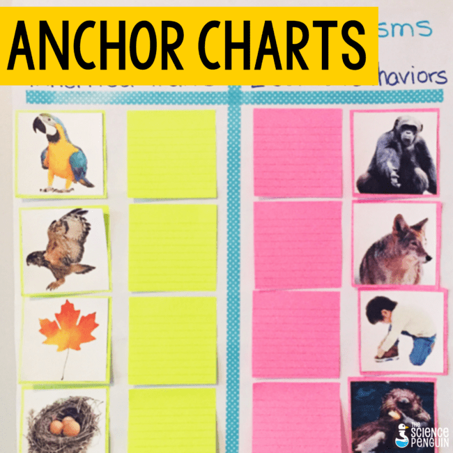 Anchor Chart