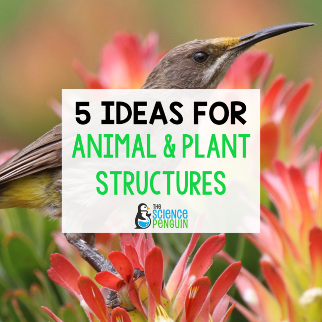 5 BEST Ideas to Teach Animal Adaptations and Plant Adaptations