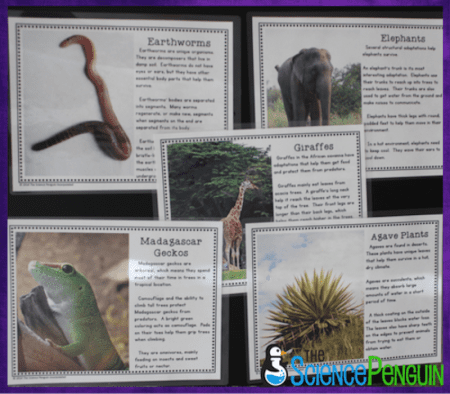 Adapt! Stations: read about the adaptations of 5 organisms