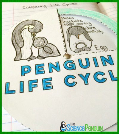 Free Penguin Life Cycle Wheel