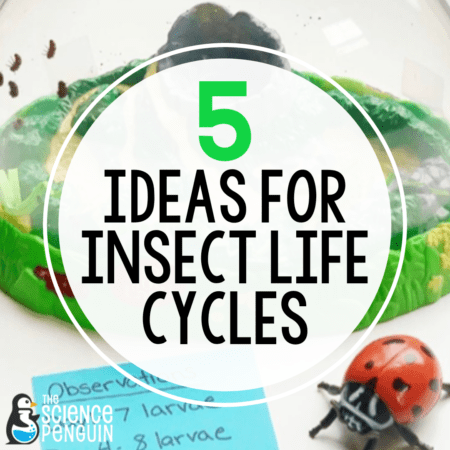 5 Ideas for Insect Life Cycles