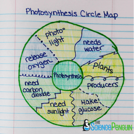 Science Thinking Maps: Circle Map