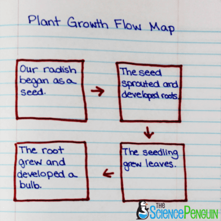 Using Thinking Maps in Science: Flow Map