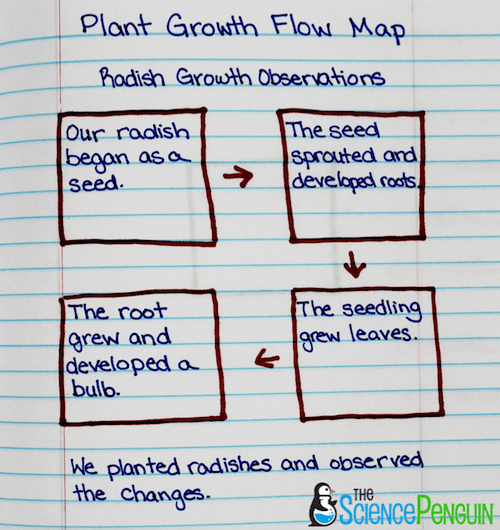Growth of Radishes Flow Map