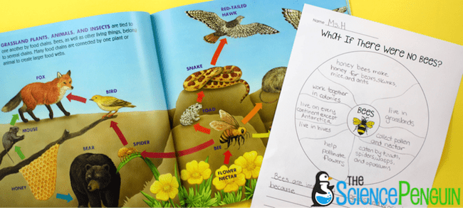 Picture Book Science Lesson: What if There Were No Bees? and Ecosystems