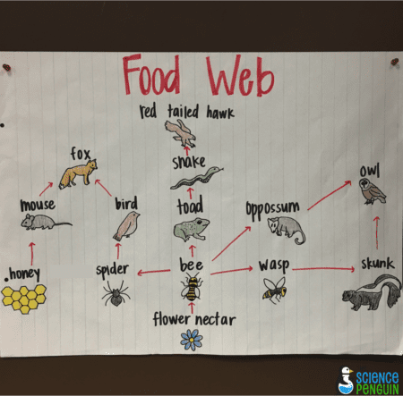 Food Web to use with What if There Were No Bees?