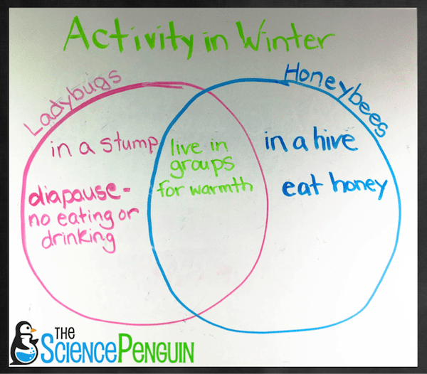 Bugs and Bugsicles-- comparing and contrasting insects in winter