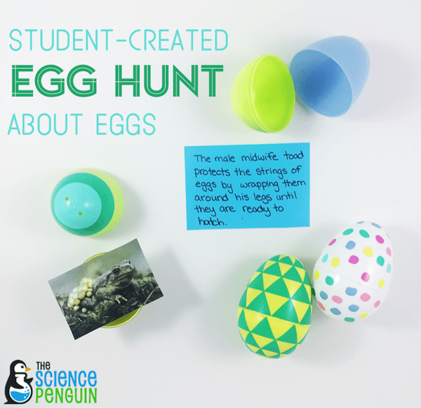 Egg Research: Students learn about the unique characteristics and behaviors of an animal and its eggs. In teams, they create an Easter Egg Hunt for other students to learn about their animal's eggs. Then, students compare and contrast the behaviors and physical characteristics.