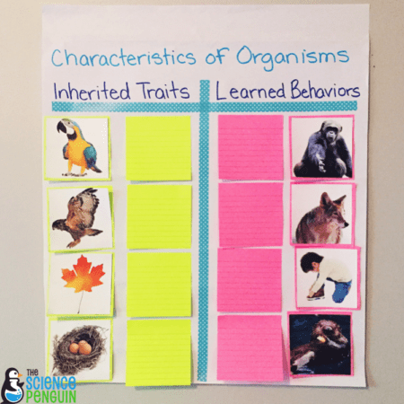 Collaborative Anchor Charts for Science Vocabulary: inherited traits and learned behaviors example