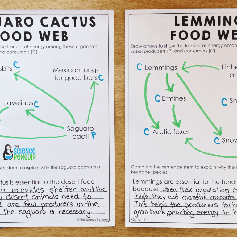 how-to-teach-food-webs-9-exciting-hands-on-activities-for-4th-grade