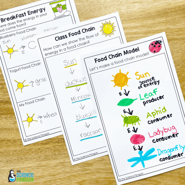 Food Chains Worksheets and Activities