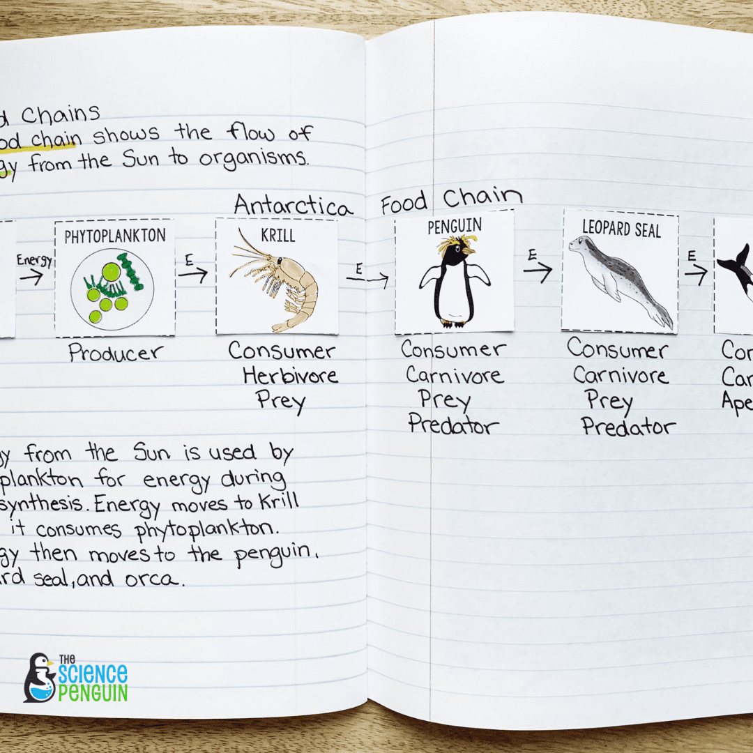 How to Teach Food Webs 9 Exciting Hands Biology Diagrams
