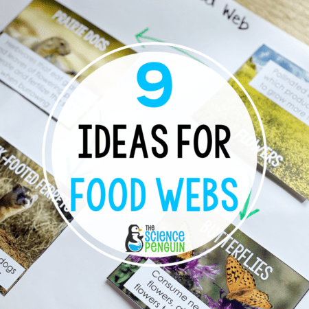 9 Ideas for How to Teach Food Webs
