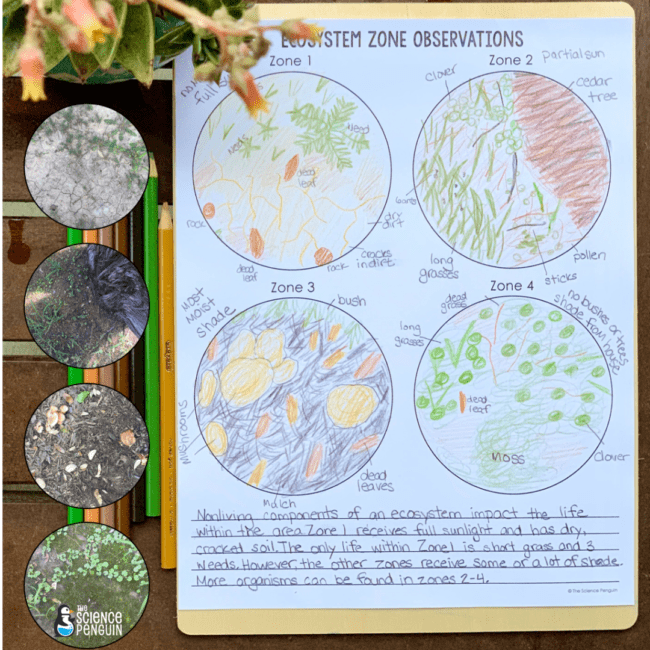 ecosystem diagram for kids