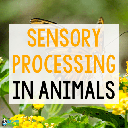 Animal Senses and Information Processing for 4th Grade NGSS