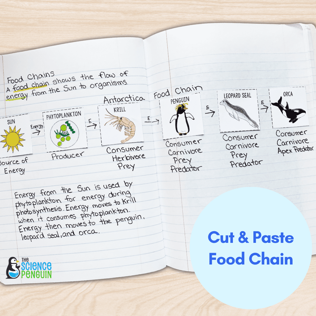 How to Teach Food Chains for 2nd and 3rd Grade — The Science Penguin Biology Diagrams