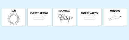 How to Teach Food Chains for 2nd and 3rd Grade — The Science Penguin