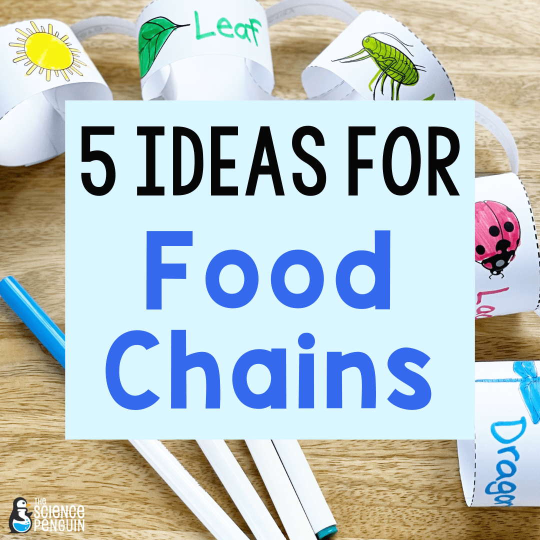how-to-teach-food-chains-for-2nd-and-3rd-grade-the-science-penguin