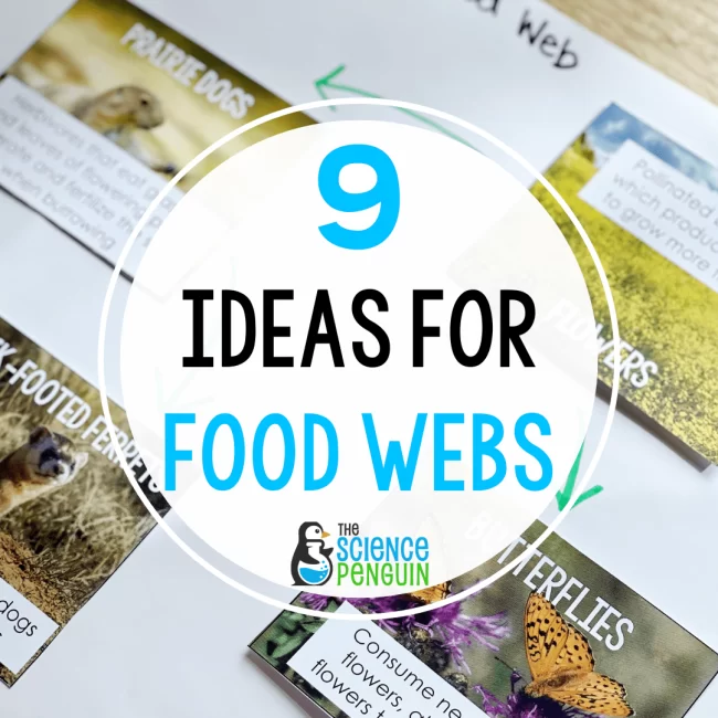 How to Teach Food Chains for 2nd and 3rd Grade The Science Penguin Biology Diagrams